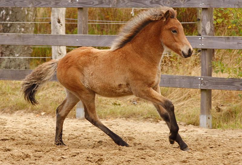 Gina von Heidmoor.jpg